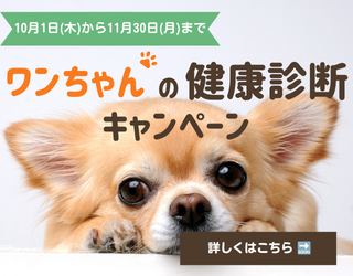 キャンペーン