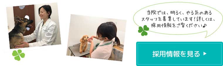 採用情報を見る