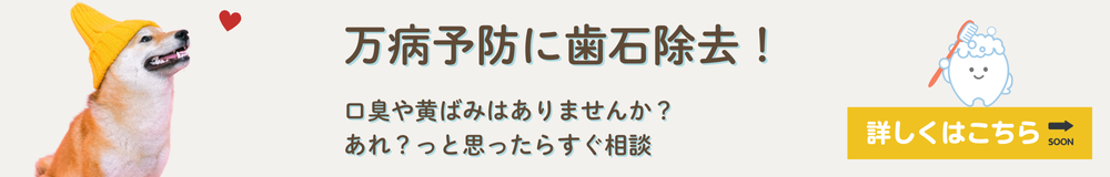 キャンペーン
