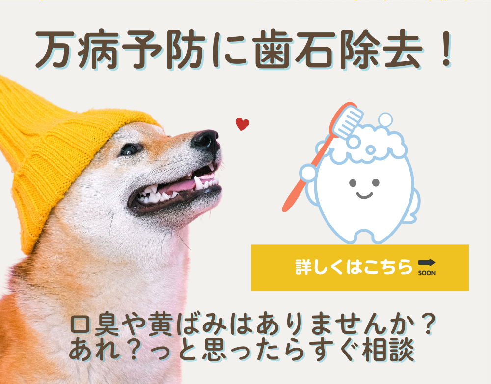 歯石除去
