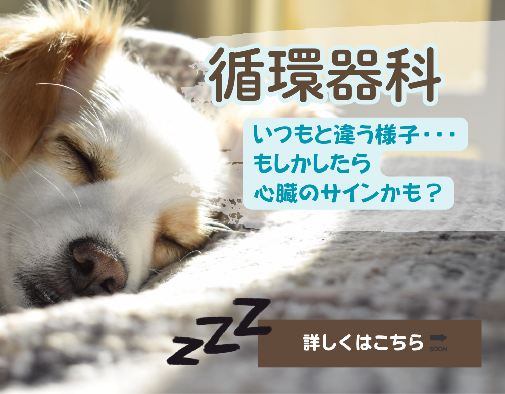 循環器科