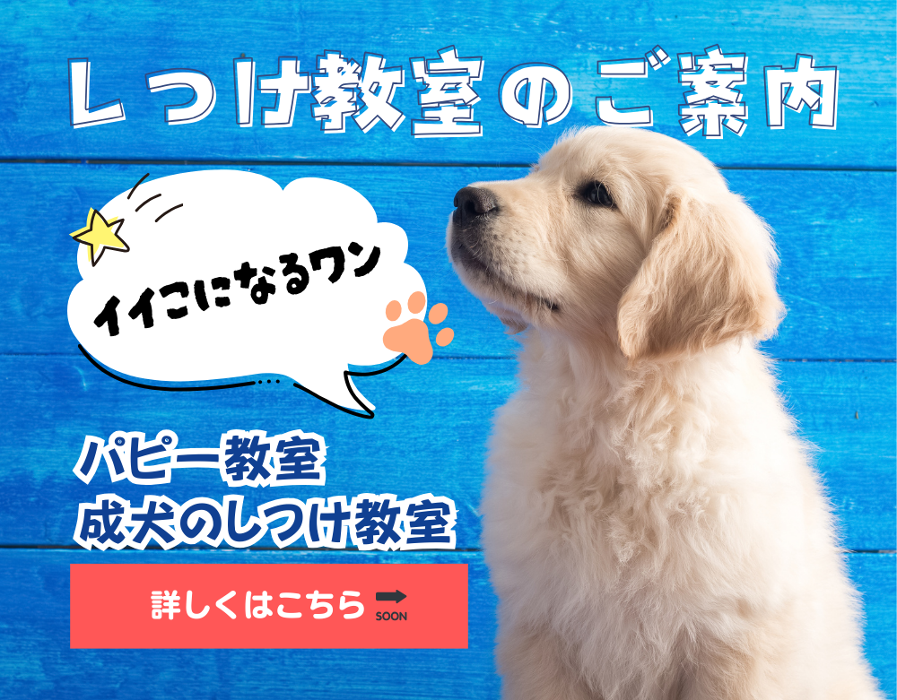 しつけ教室はじめました！！