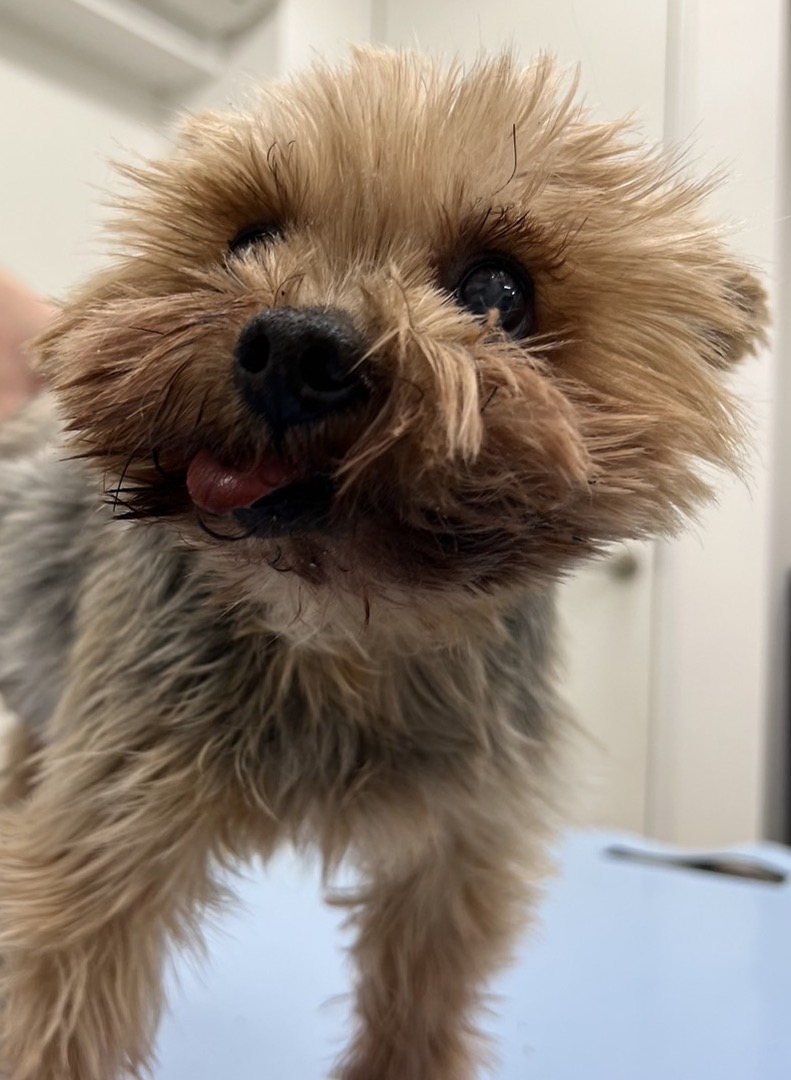 犬の会陰ヘルニア｜初期症状・手術の判断・費用・寿命への影響 - 学芸